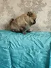 Щенки померанского шпица
