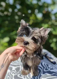 Мерле мальчик