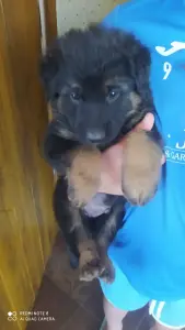 Щенки немецкой овчарки
