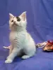 Мейн-Кун котята