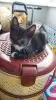 Котёнок