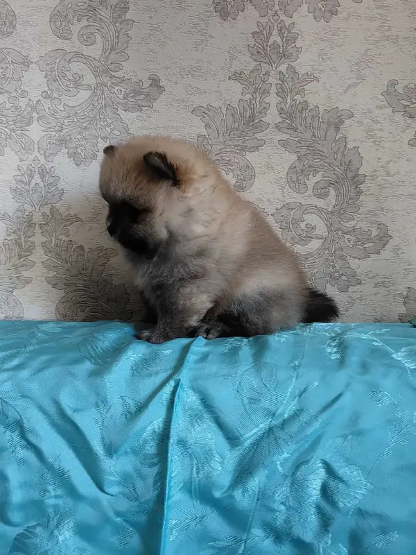 Щенки померанского шпица