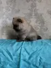 Щенки померанского шпица