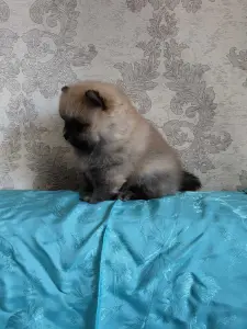Щенки померанского шпица
