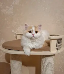 Кошечка породы Селкирк страйт