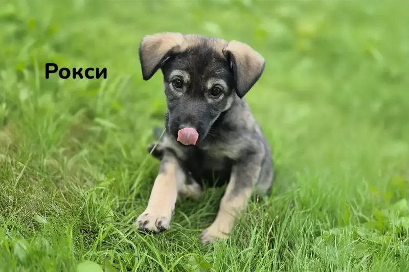 Милые щеночки в дар
