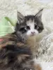 Мейн-Кун котята