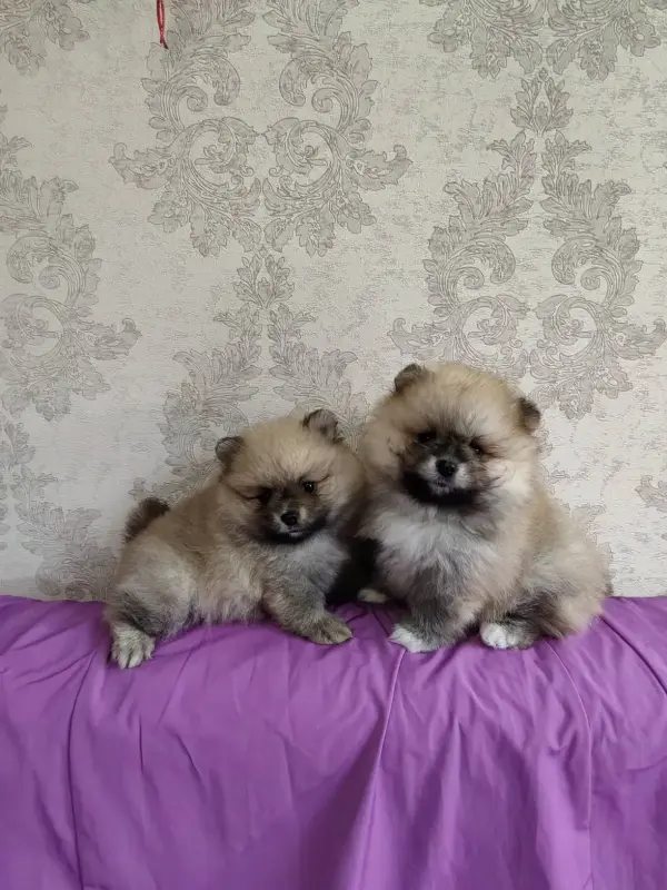 Щенки померанского шпица