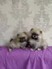 Щенки померанского шпица