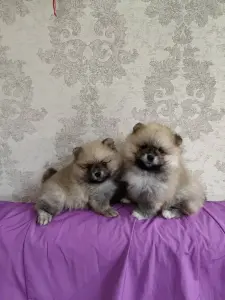 Щенки померанского шпица