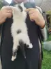 Котенок мальчик