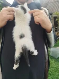 Котенок мальчик
