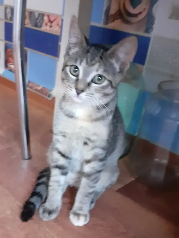 Котята