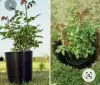 Роза плетистая. Черная королева.