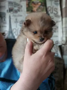 Щенки шпица