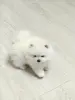 Белый мальчик померанского шпица
