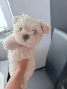 Щенок мальтийской болонки