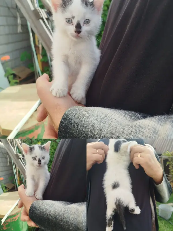 Котенок мальчик