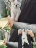Котенок мальчик