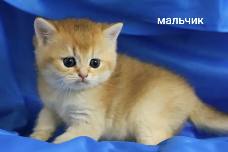 Шотландские котята