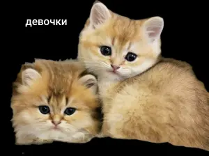 Шотландские котята