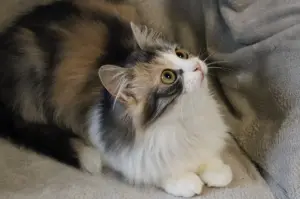Кошка Миса в добрые руки