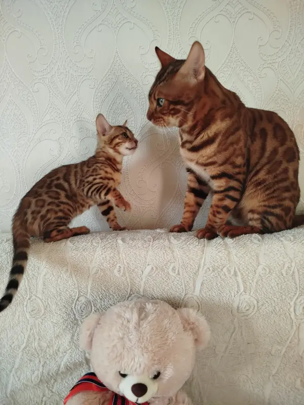 Бенгальские котята