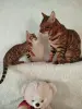 Бенгальские котята