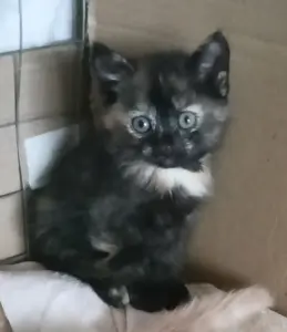 Котята