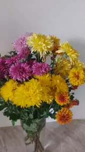 Хризантемы 5 сортов
