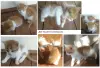 Срочно! Чудо-котята 1,5 месяца - в добрые руки.