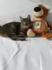 Рысья в добрые руки