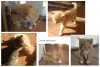 Срочно! Чудо-котята 1,5 месяца - в добрые руки.