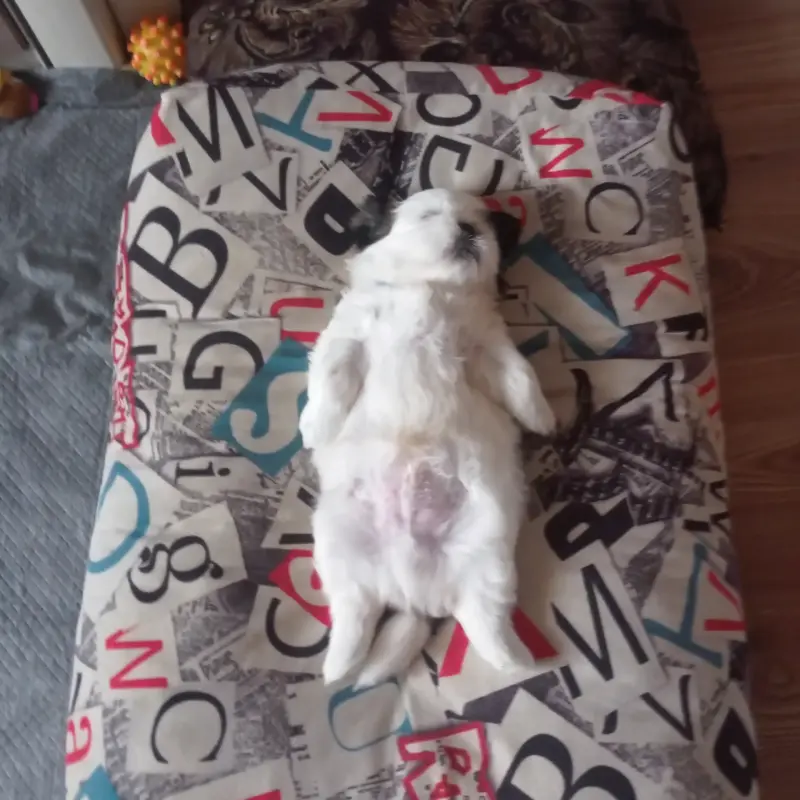 Домашние питомцы