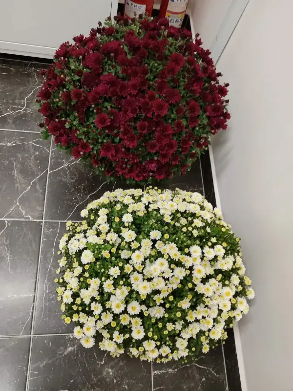 Хризантема мультифлора