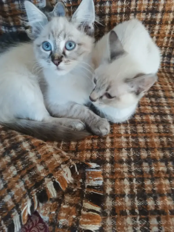 Отдам в добрые руки.