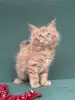 Мейн-Кун котята