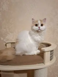 Кошечка породы Селкирк страйт