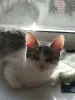 Кот Барс в добрые руки
