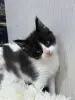 Мейн-Кун котята
