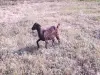 Коза, козочка