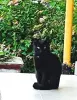 Чёрная кошечка в добрые руки