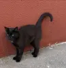 Чёрная кошечка в добрые руки