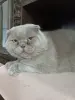 Василий - шотландский вислоухий лиловый кот