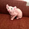 Котята канадский сфинкс и эльф