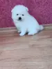 Белый мальчик померанского шпица