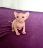 Котята канадский сфинкс и эльф