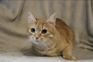 Кот Персей в добрые руки