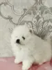 Белый мальчик померанского шпица