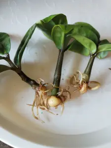 Замиокулькас зензи